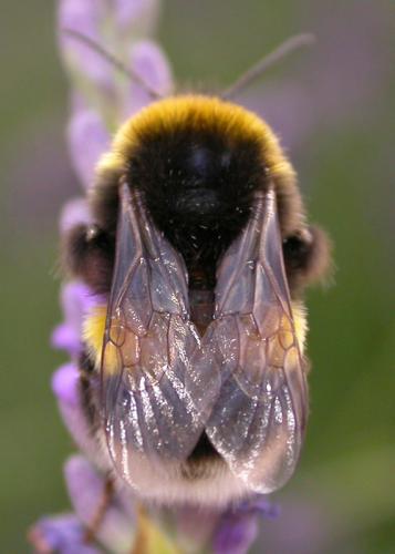 Réf. 159 565 : Bombus terrestris