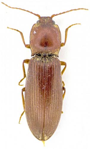 Réf. 159 487 : Athous laevistriatus