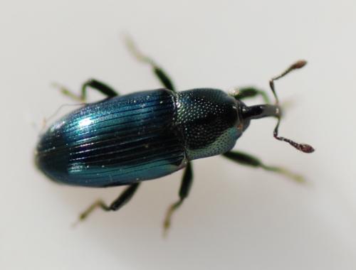 Aulacobaris coerulescens