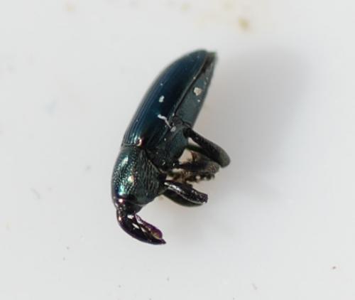 Aulacobaris coerulescens
