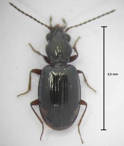 Réf. 159 781 : Bembidion doris
