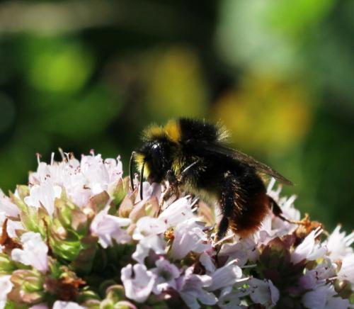 Bombus lapidarius