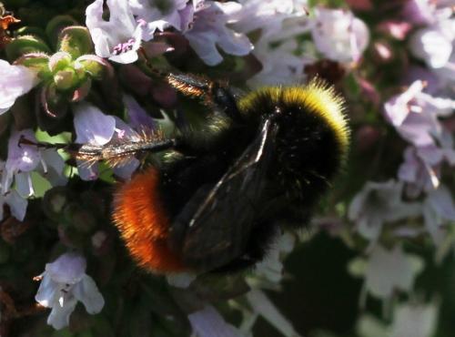 Bombus lapidarius