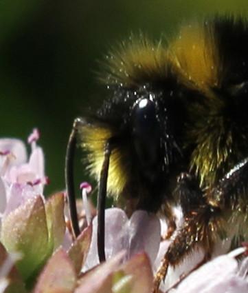 Bombus lapidarius