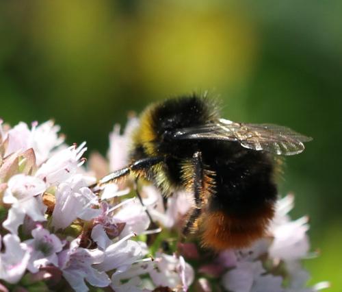 Bombus lapidarius