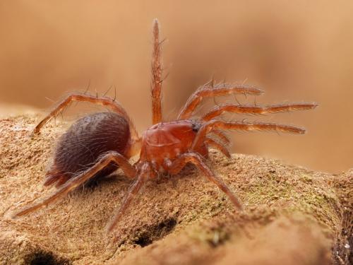 Réf. 159 888 : Agelena labyrinthica