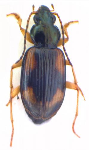 Réf. 159 841 : Bembidion tetracolum