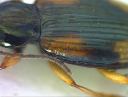 Réf. 159 842 : Bembidion tetracolum