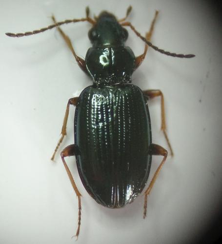 Réf. 159 061 : Bembidion deletum
