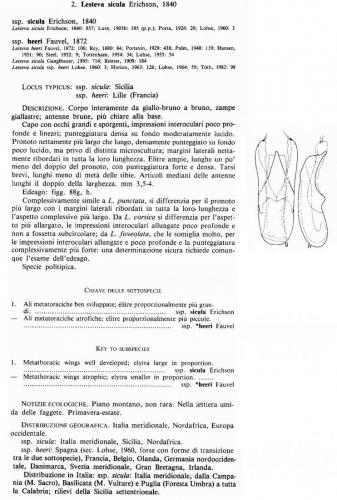 Lesteva sicula