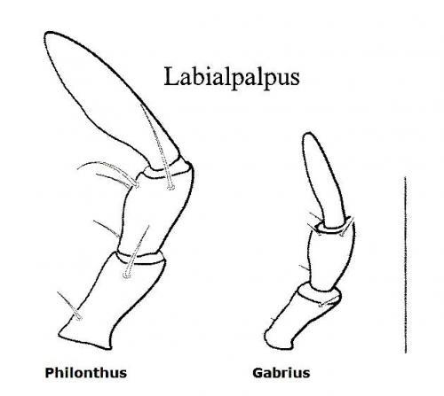 Staphylininae divers