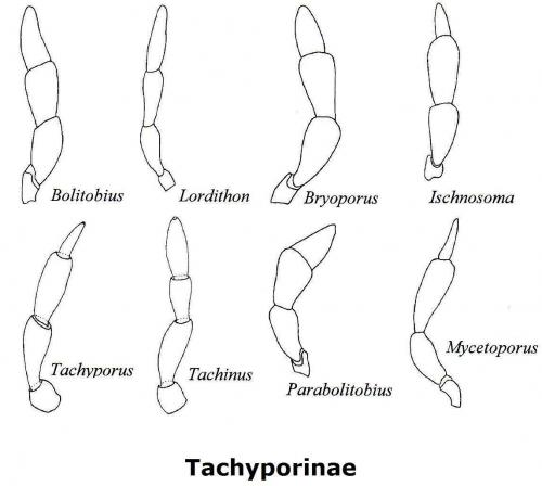 Tachyporinae divers