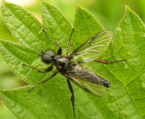 Réf. 159 925 : Bibio lanigerus