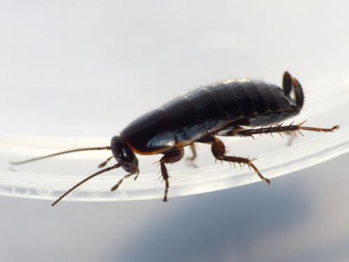 Loboptera decipiens