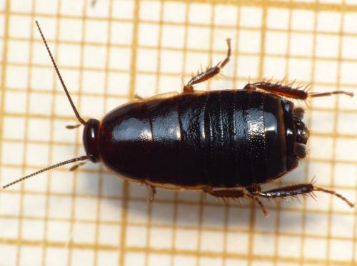 Loboptera decipiens