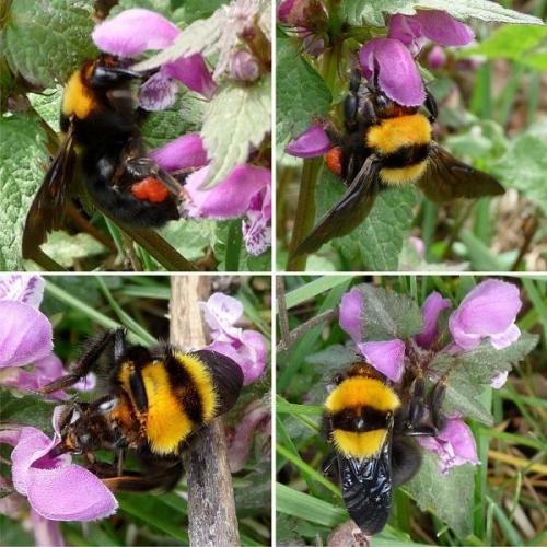 Bombus argillaceus