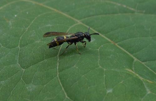 Réf. 159 657 : Symmorphus sp.