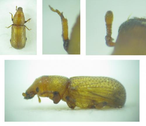 Hexarthrum sp.