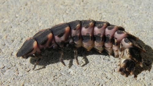Lampyris noctiluca