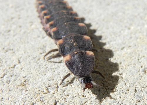 Lampyris noctiluca