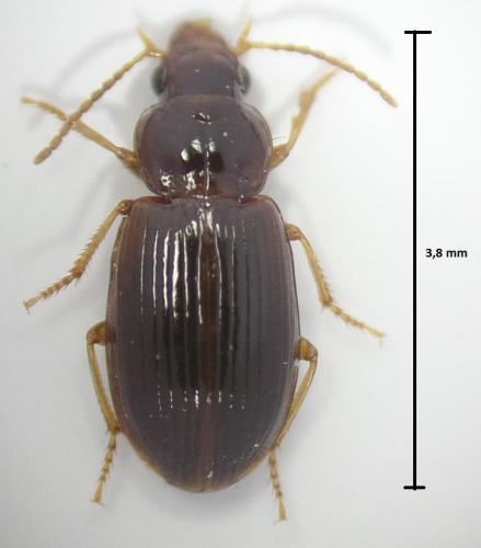 Bradycellus sp.