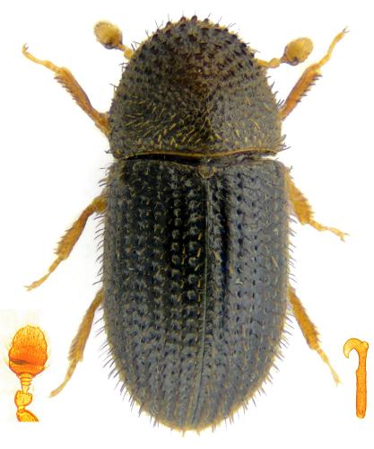 Hypothenemus hampei