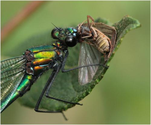 Hydropsyche sp.