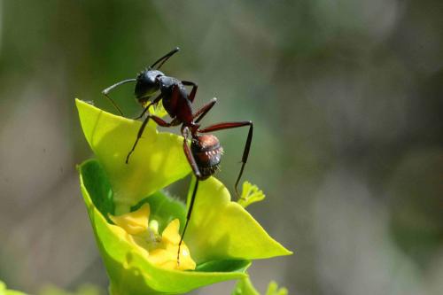 Camponotus cruentatus
