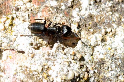 Réf. 159 944 : Camponotus vagus