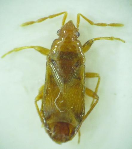 Camptocera glaberrima