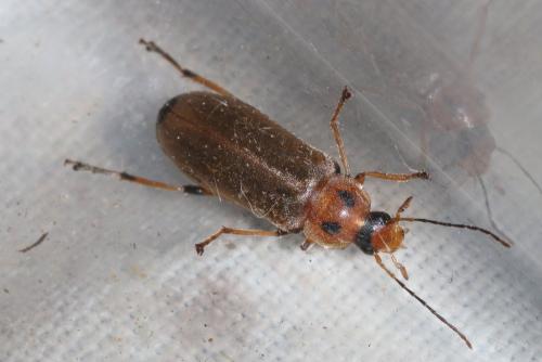 Réf. 159 115 : Osphya bipunctata
