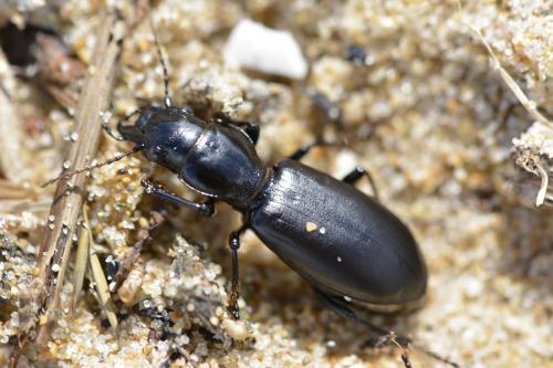 Broscus cephalotes