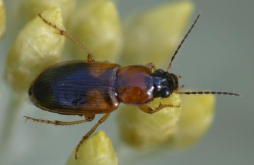 Réf. 159 224 : Stenolophus teutonus