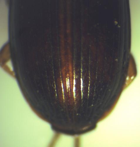 Acupalpus flavicollis