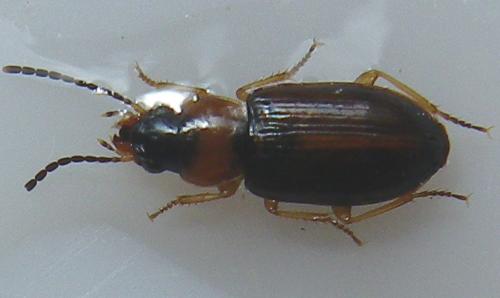 Acupalpus flavicollis