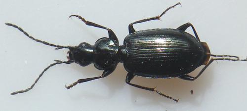 Réf. 159 607 : Agonum scitulum