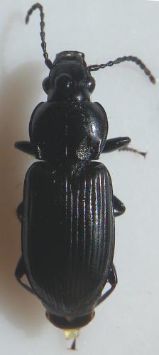 Pterostichus (nigrita-rhaeticus)