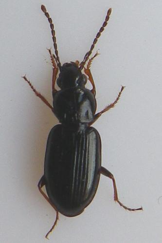 Pterostichus diligens