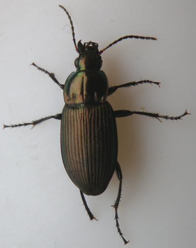 Poecilus cupreus