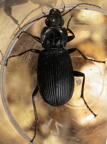 Réf. 159 713 : Pterostichus niger