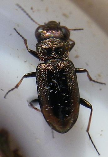 Réf. 159 816 : Notiophilus biguttatus