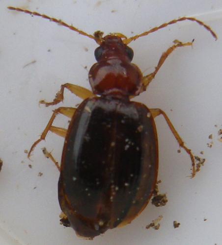 Ocys (harpaloides-tachysoides)