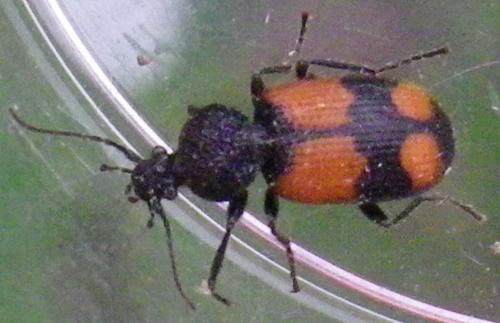 Panagaeus cruxmajor
