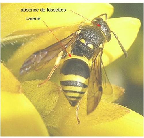 Réf. 159 671 : Ancistrocerus sp.