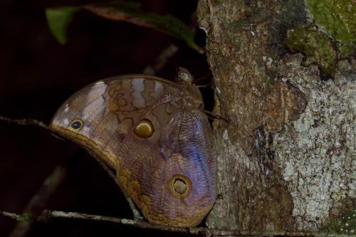 Catoblepia xanthus
