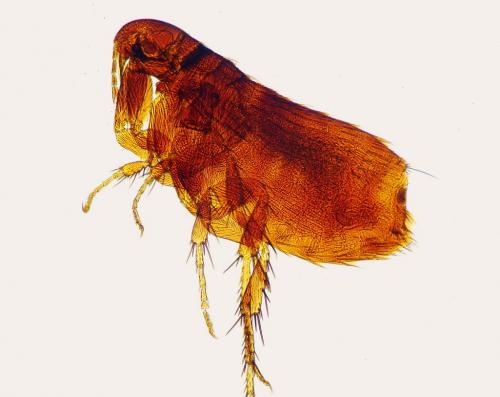 Ceratophyllus gallinae