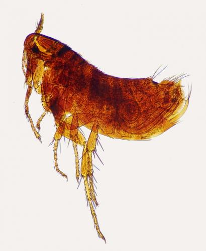 Ceratophyllus gallinae