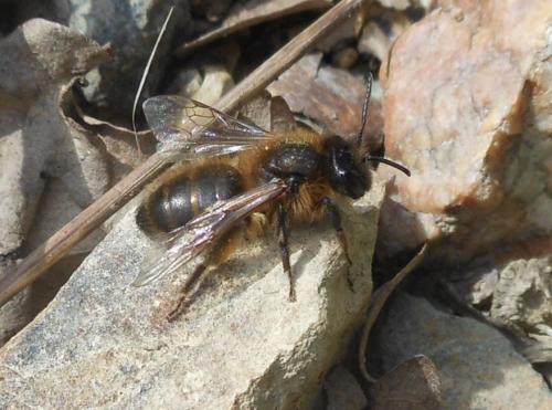 Andrena trimmerana