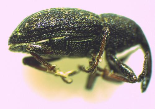 Notaris acridulus