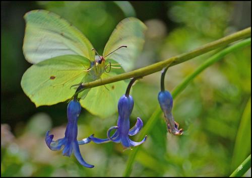 Gonepteryx rhamni